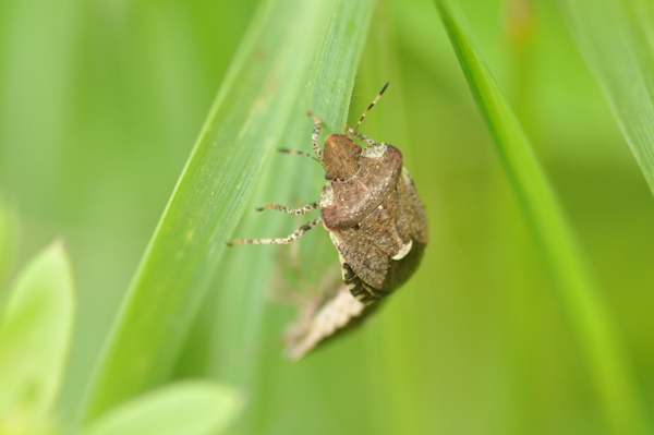 Holcostethus strictus ?? con molti dubbi.